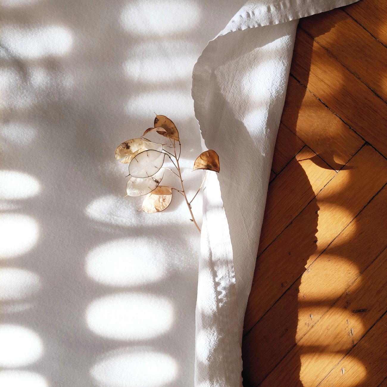 A delicate dry branch on white fabric with natural light patterns.